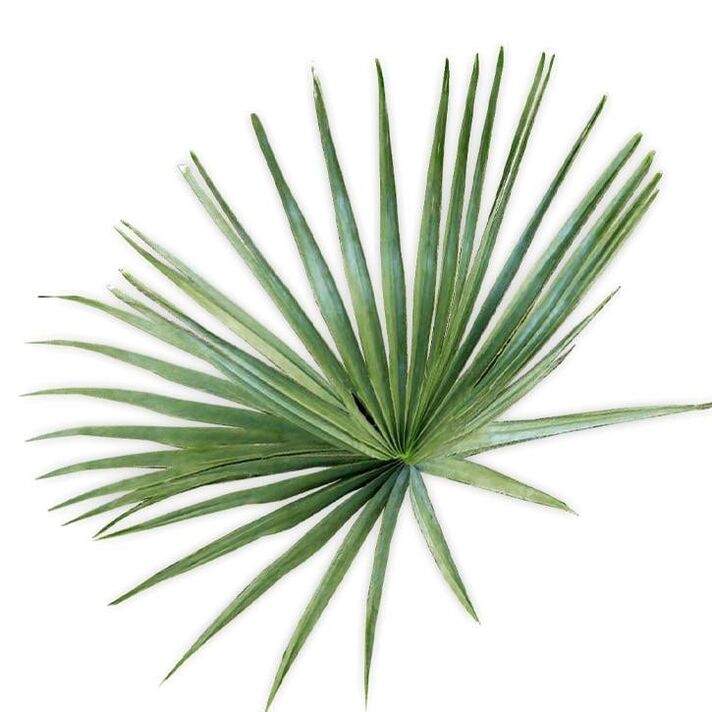 Saw Palmetto - องค์ประกอบ UltraMax Testo Enhancer